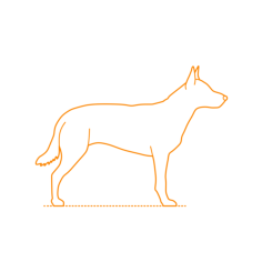 Animals Dogs Australian Kelpie Tracing Svg Vector, Free Vectors File